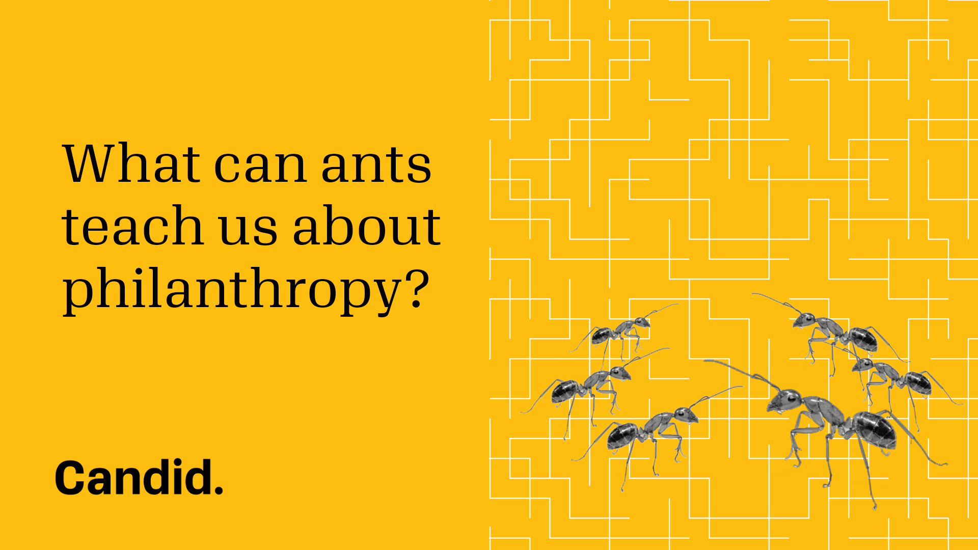 What can ants teach us about philanthropy?